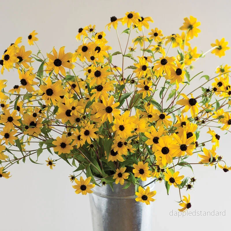 Trefliksrudbeckia Trefliksrudbeckia