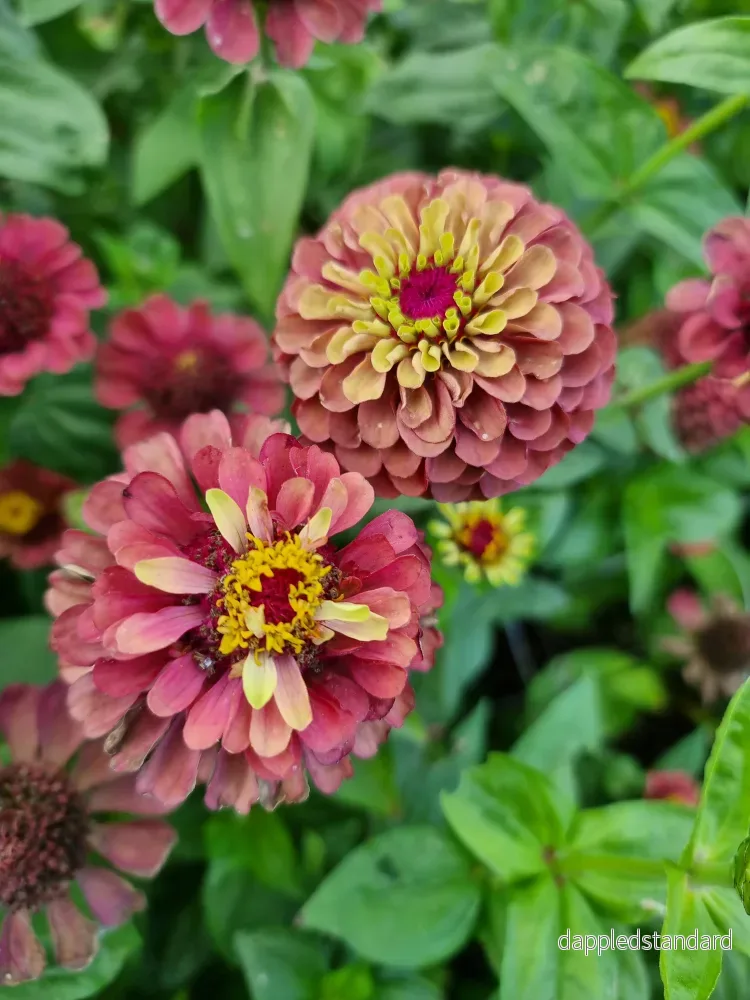 Zinnia Queen Lime Red - Bild 3
