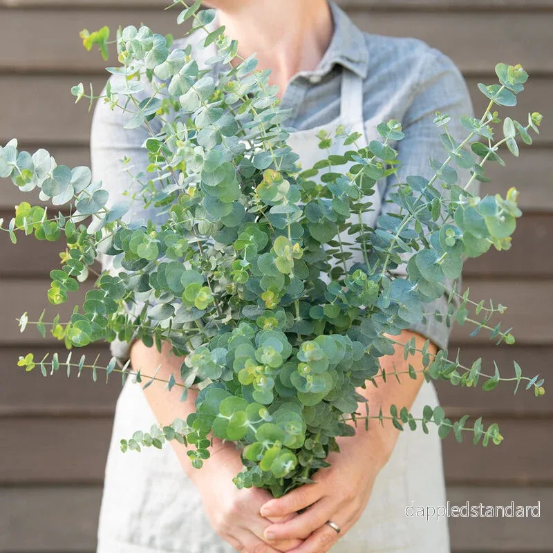 Eukalyptus ´Baby Blue Bouquet´ Eukalyptus ´Baby Blue Bouquet´