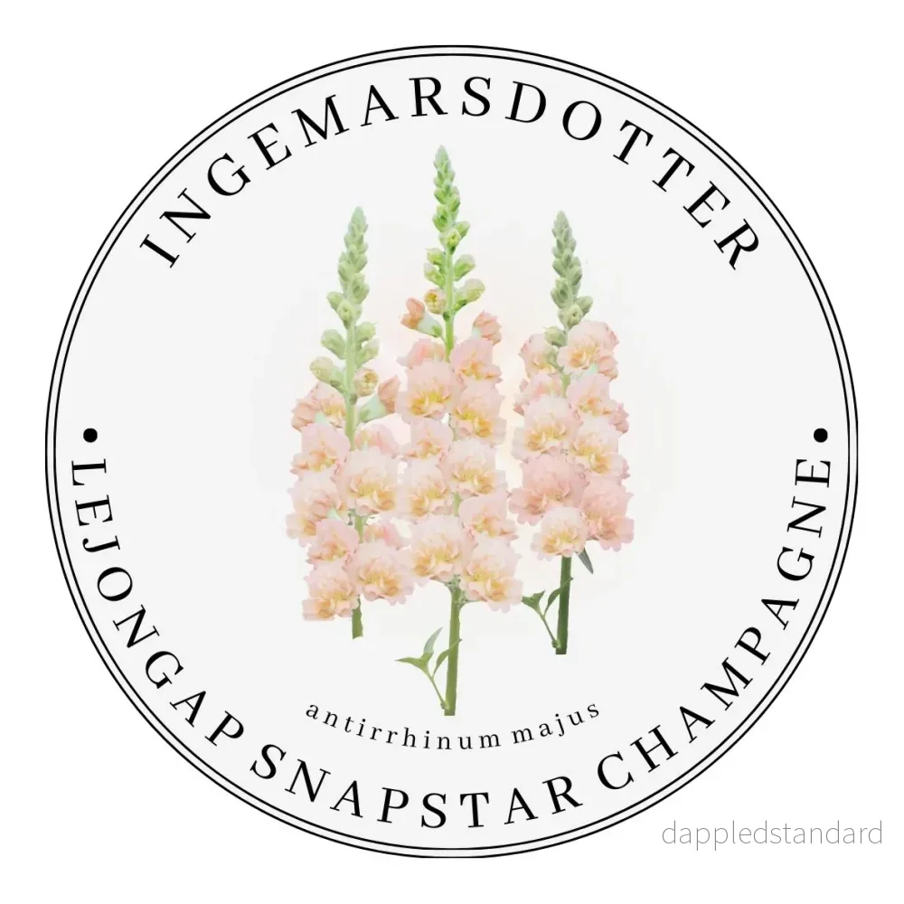 Lejongap Snapstar Champagne Lejongap Snapstar Champagne