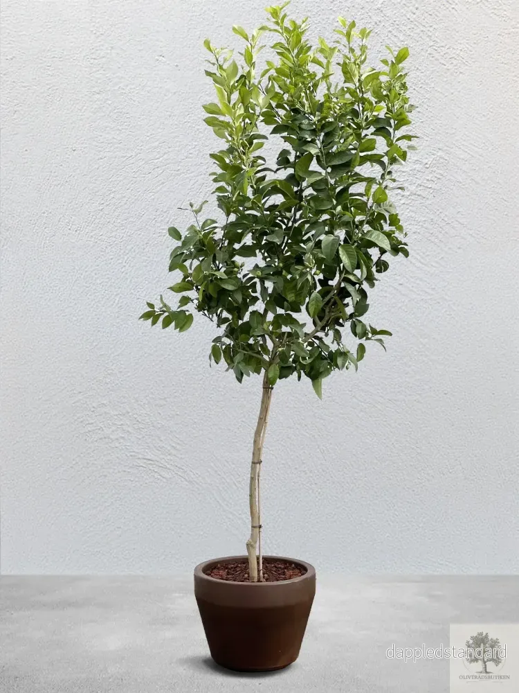 Citronträd – 10 år – 190 cm höjd