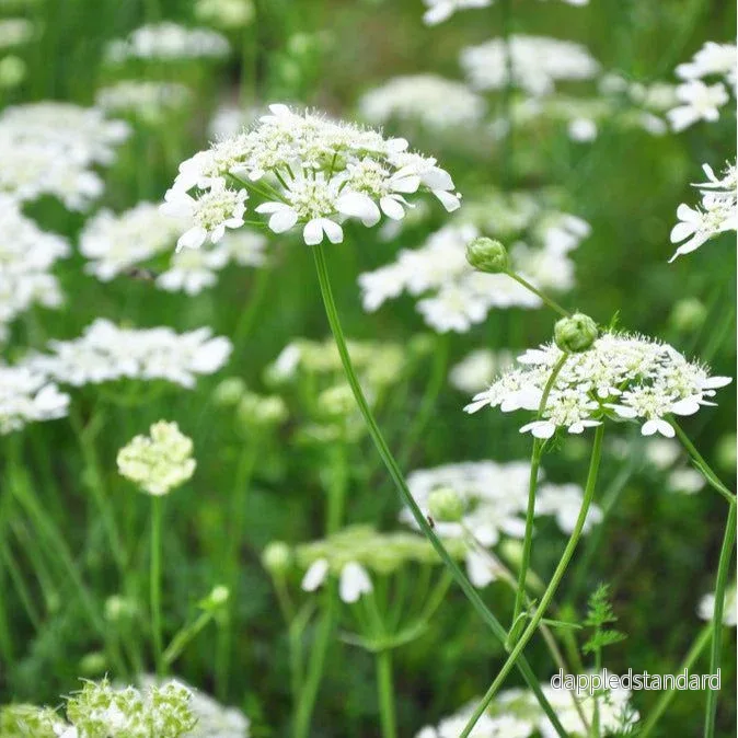 Blomsterkörvel ´White Lace´ Blomsterkörvel ´White Lace´