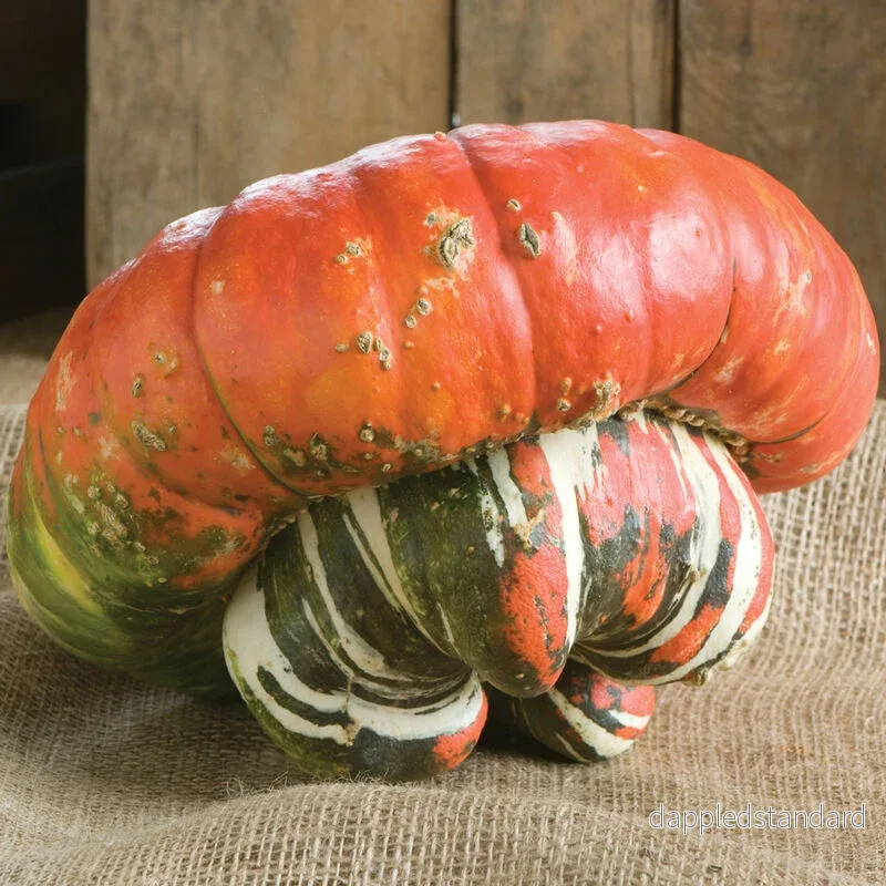 Jättepumpa ´Turk´s Turban´