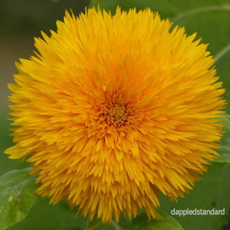Solros, fylld ´Double Sunking´ Solros, fylld ´Double Sunking´