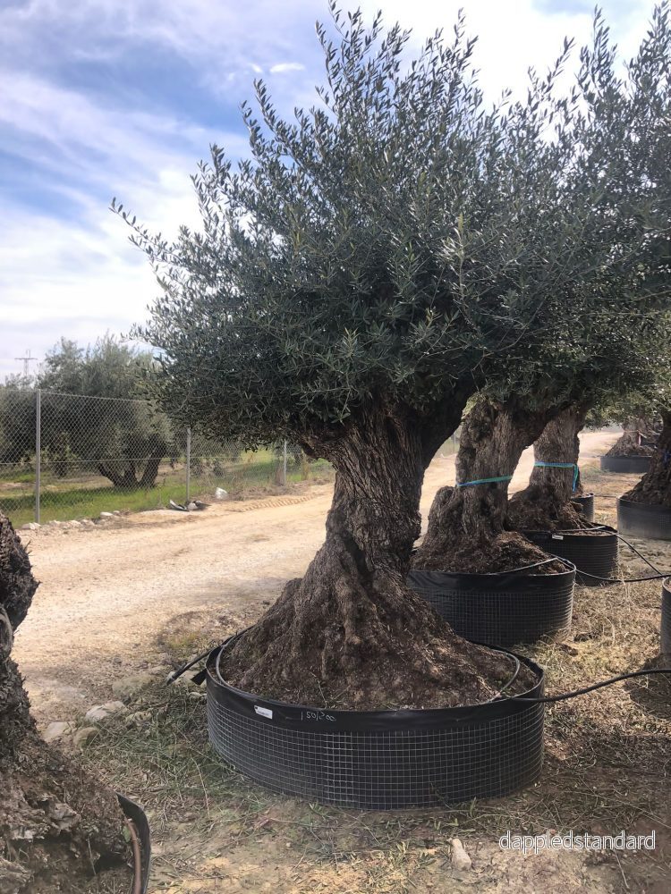 Olivträd Olea Europaea #2305