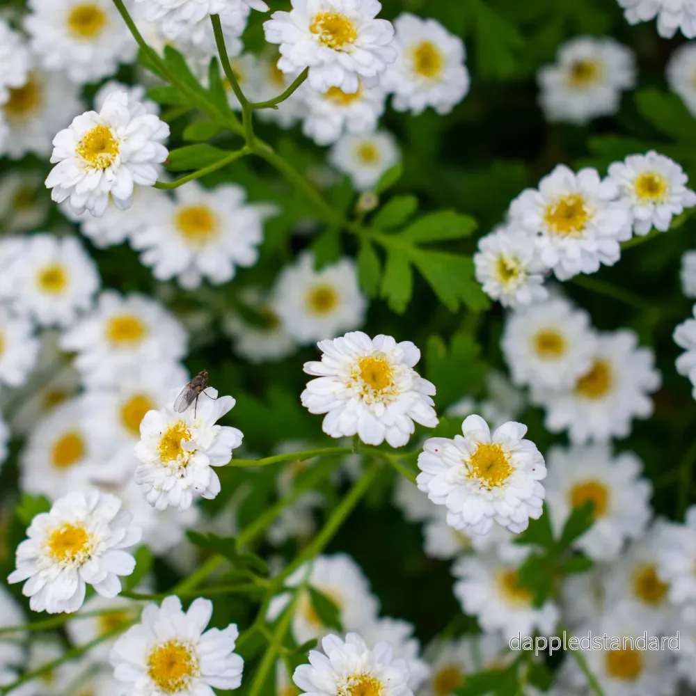 Trädgårdsmattram ´Tetra White Wonder´