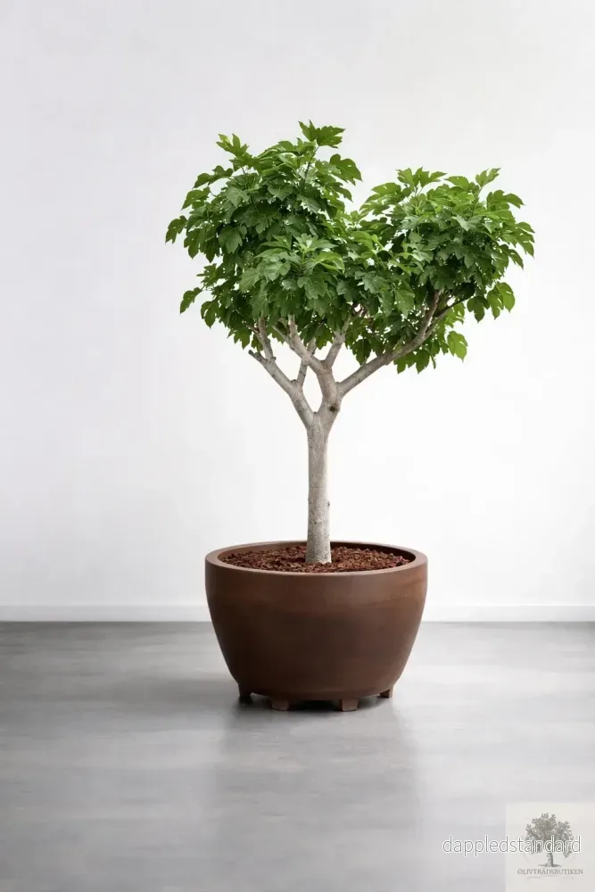 Fikonträd – Ficus Carica – 170 cm höjd Fikonträd – Ficus Carica – 170 cm höjd