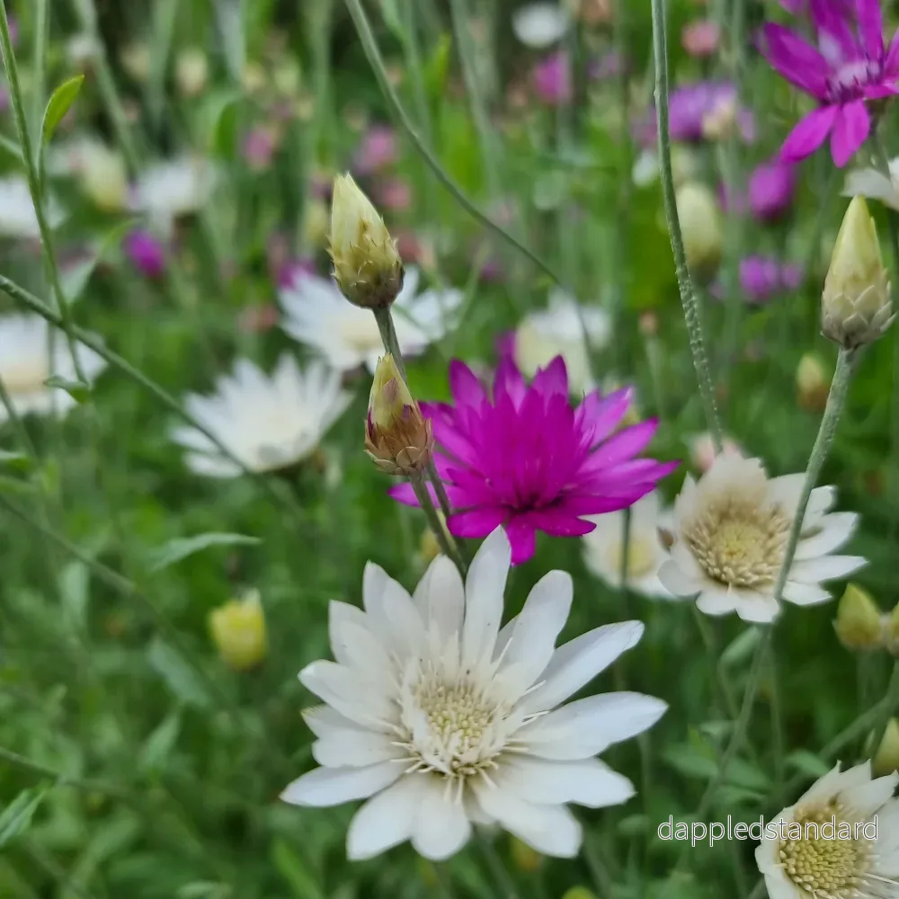 Pappersblomster mix - Bild 2
