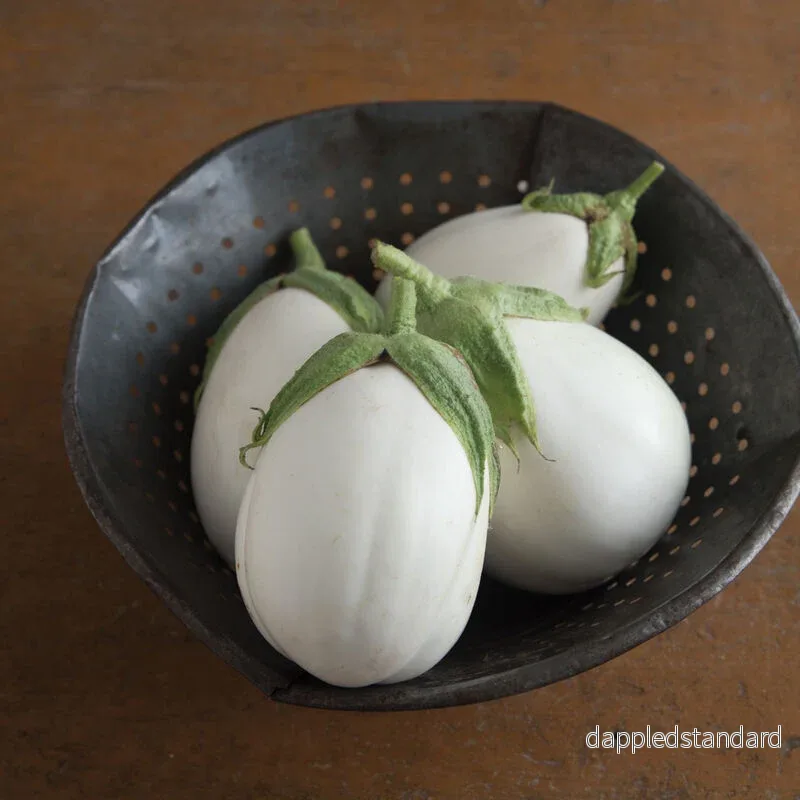 Aubergine ´Paloma´ F1 Aubergine ´Paloma´ F1
