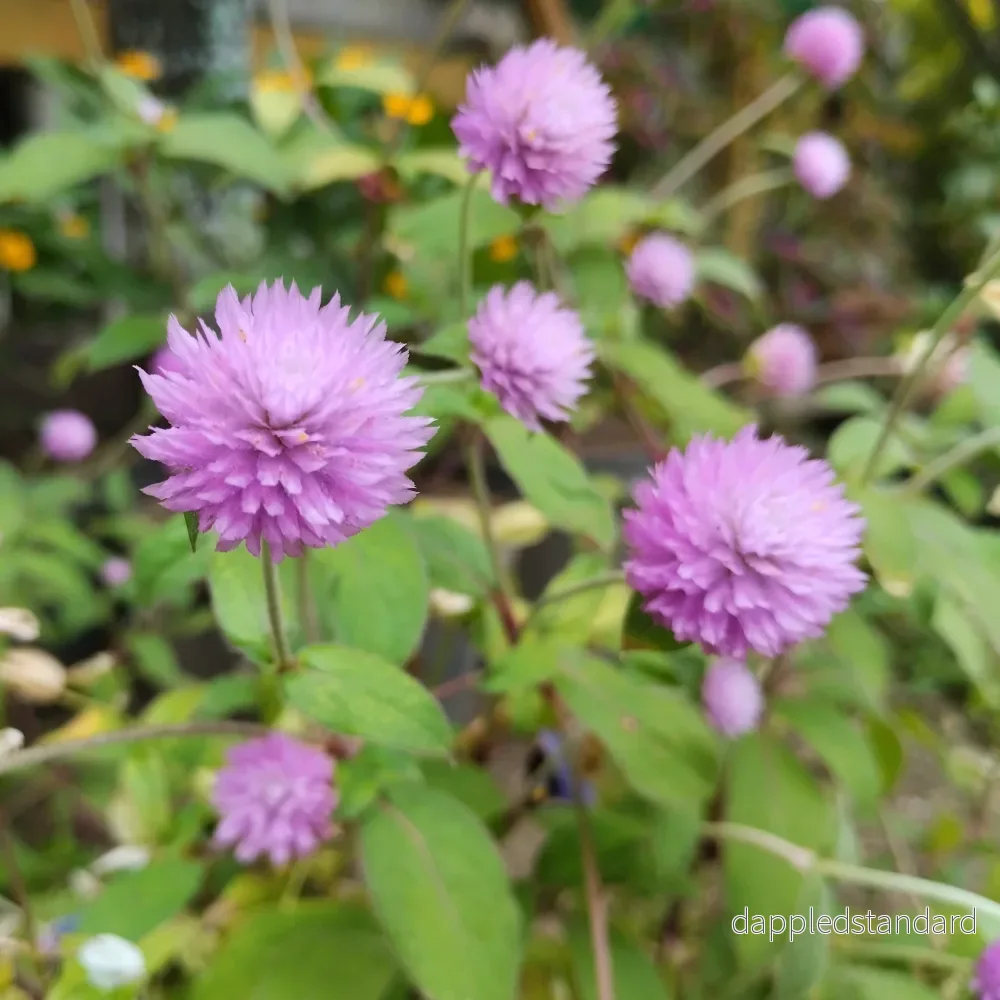 Klotamarant ´Qis Lilac´