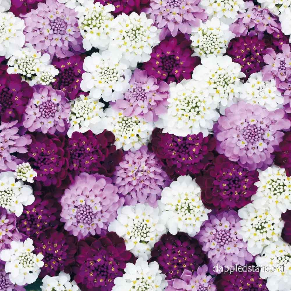 Roseniberis ´Confetti´ Roseniberis ´Confetti´