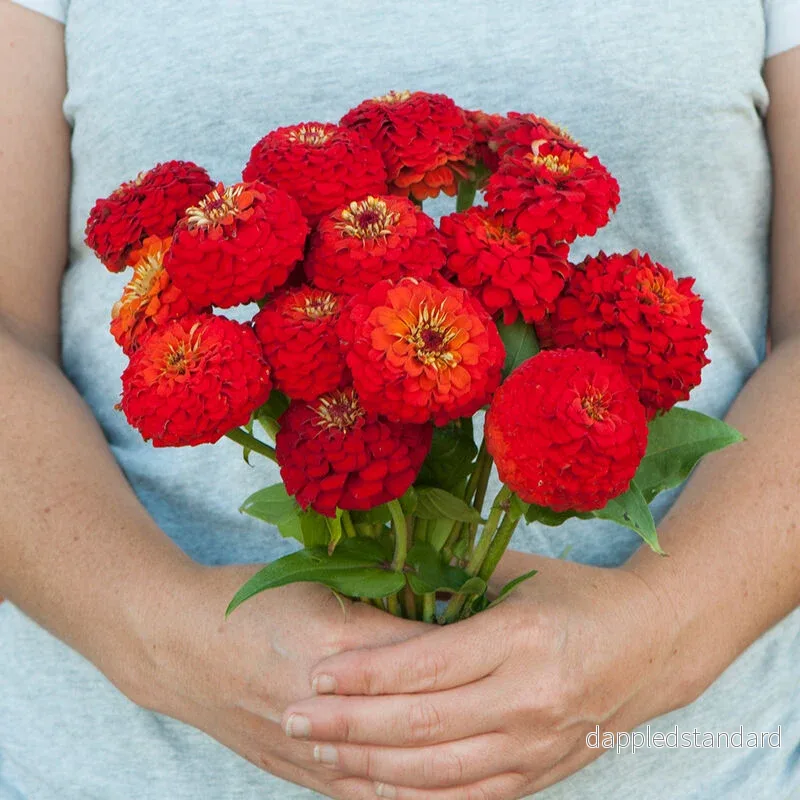 Zinnia ´Oklahoma Scarlet´ Zinnia ´Oklahoma Scarlet´