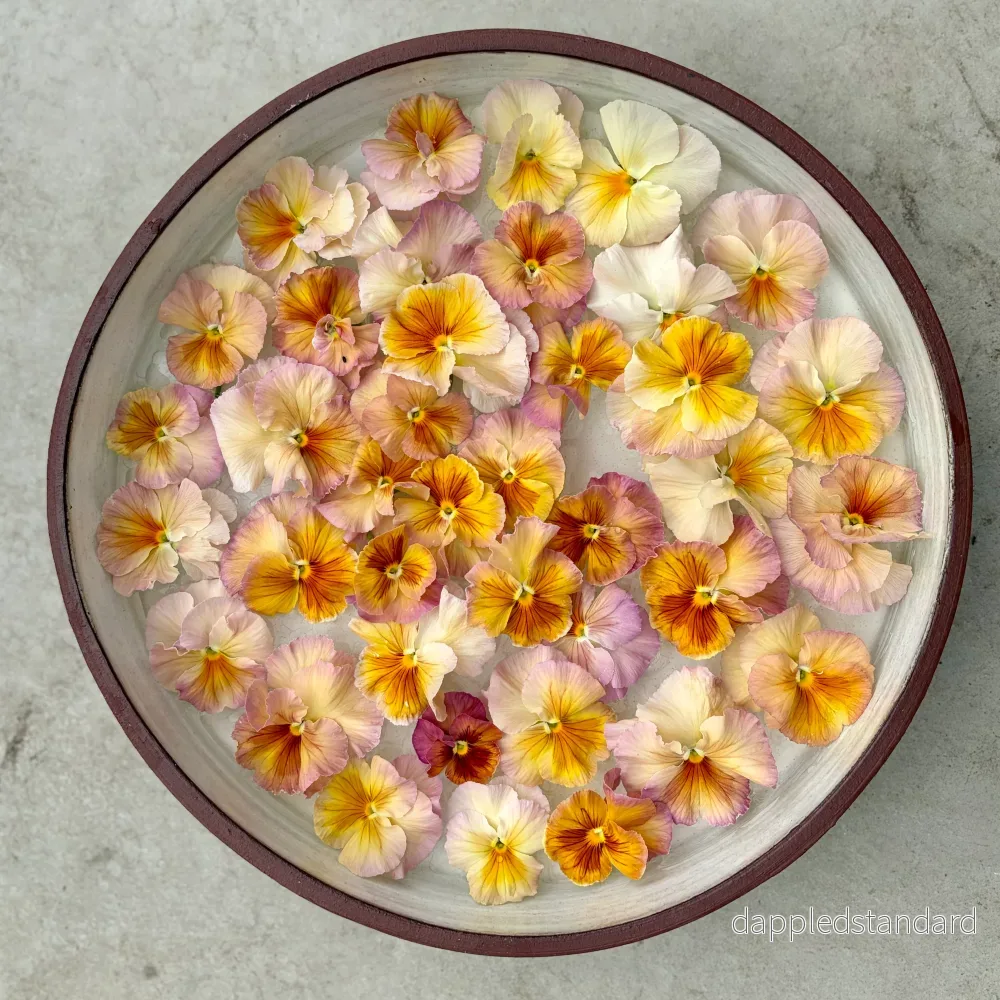 Inspire Peach mix - Bild 2
