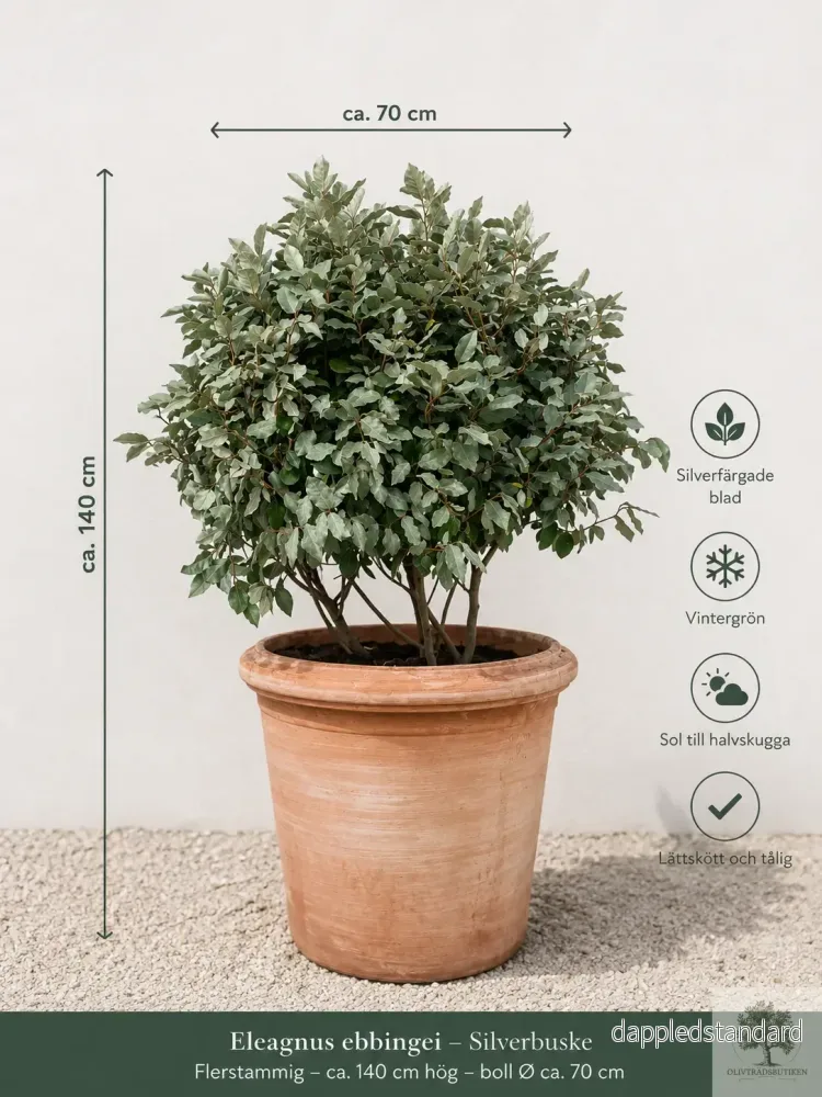 Silverbuske – Elaeagnus Ebbingei – Flerstammig 140 Silverbuske – Elaeagnus Ebbingei – Flerstammig 140
