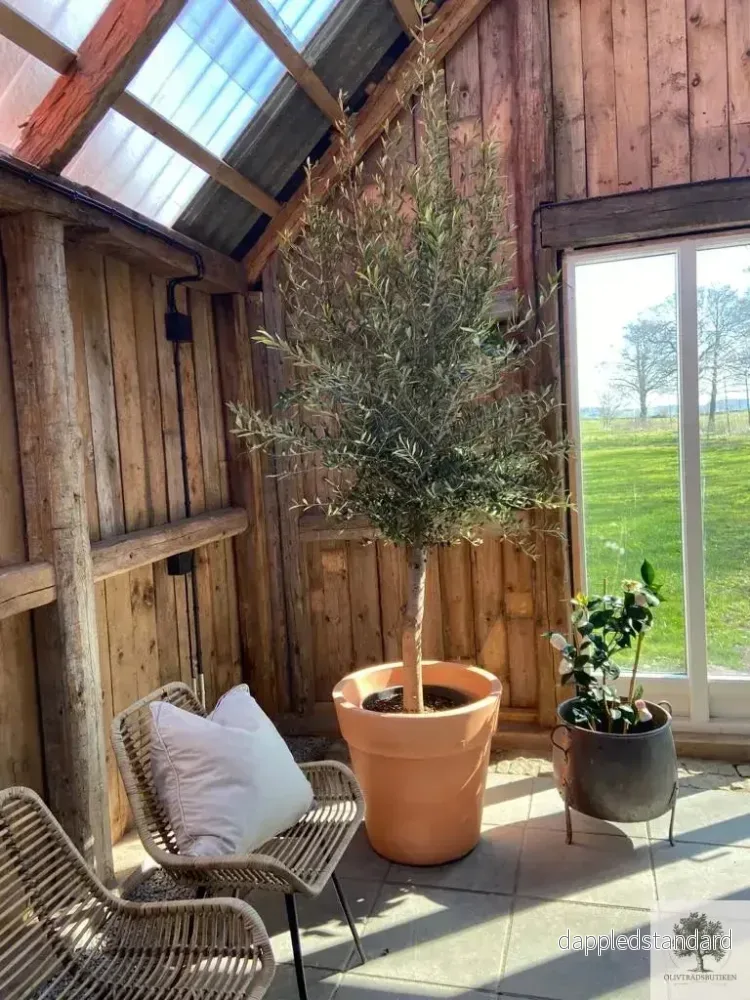 Stor Kruka Lira Elite – diameter 50 cm