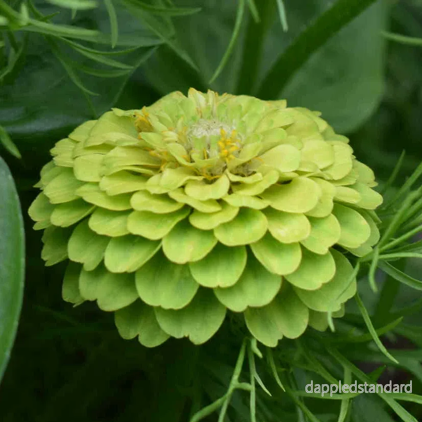 Zinnia Envy Green (storpack) - Bild 3
