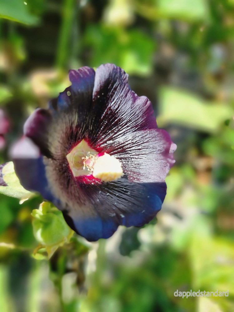 Stockros Jet black - Bild 3