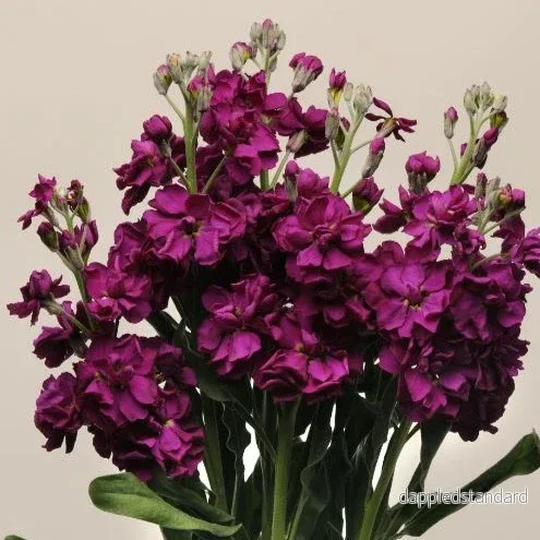 Lövkoja ´Katz Purple´