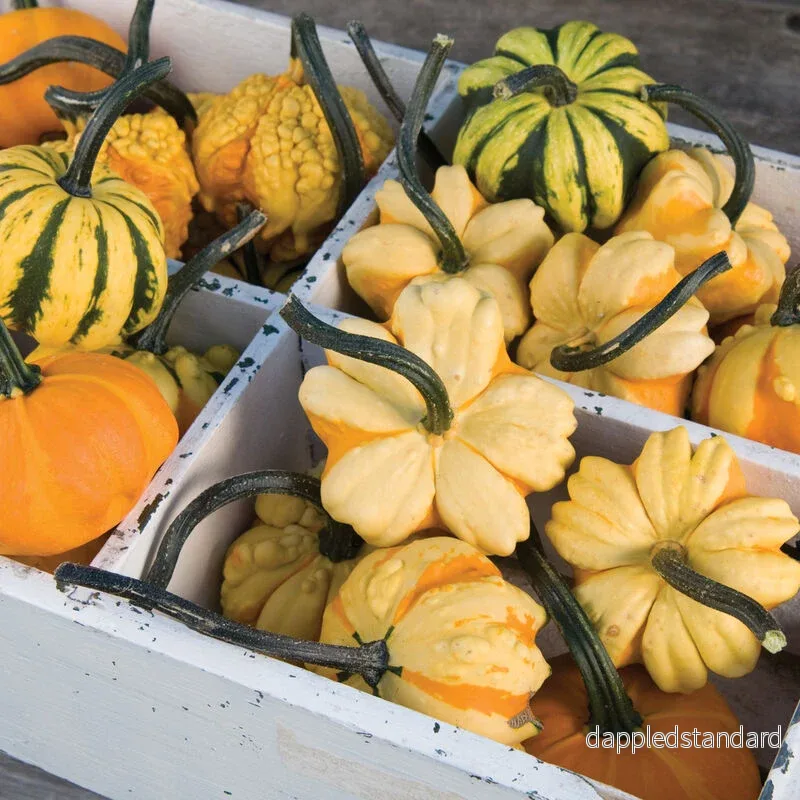Prydnadspumpa ´Daisy Gourd´ Prydnadspumpa ´Daisy Gourd´
