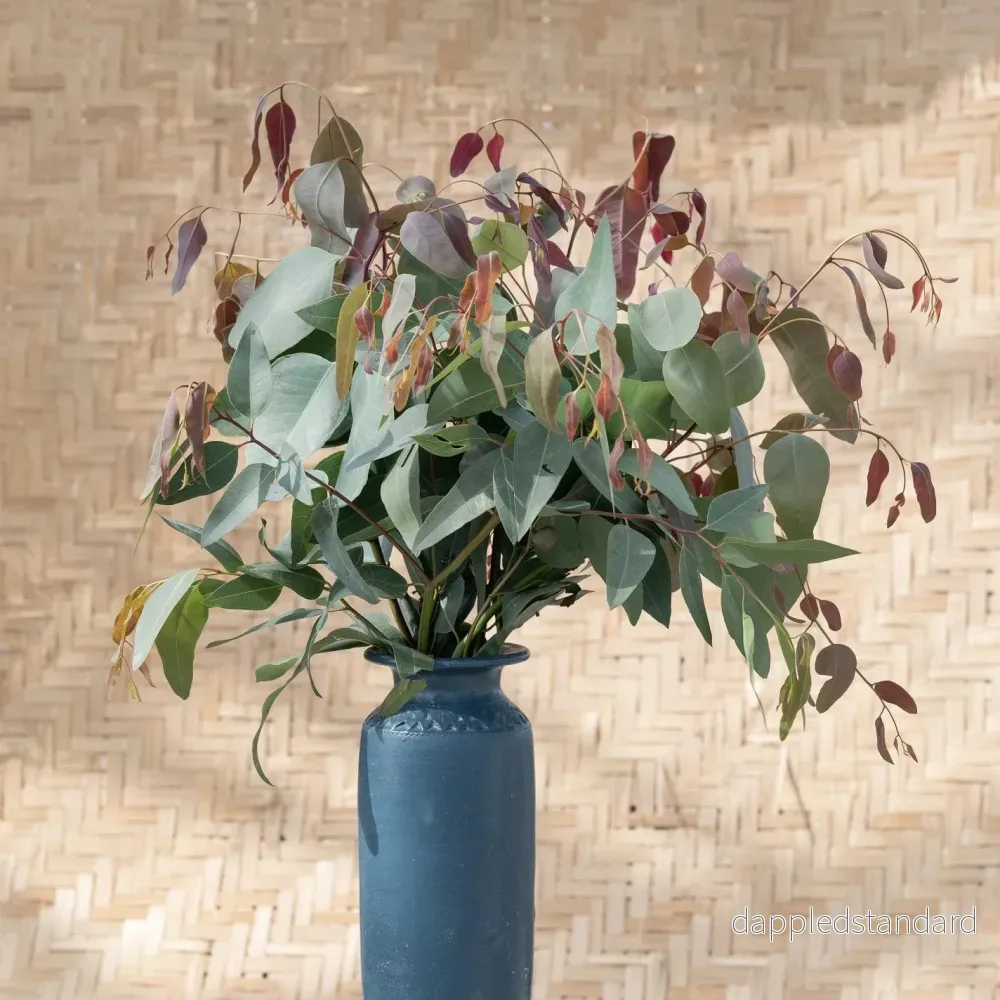 Eukalyptus ´Red Ironbark´ Eukalyptus ´Red Ironbark´