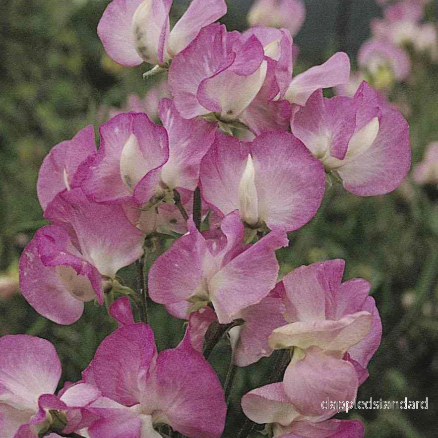 Luktärt ´Mammoth Rose Pink´ Luktärt ´Mammoth Rose Pink´