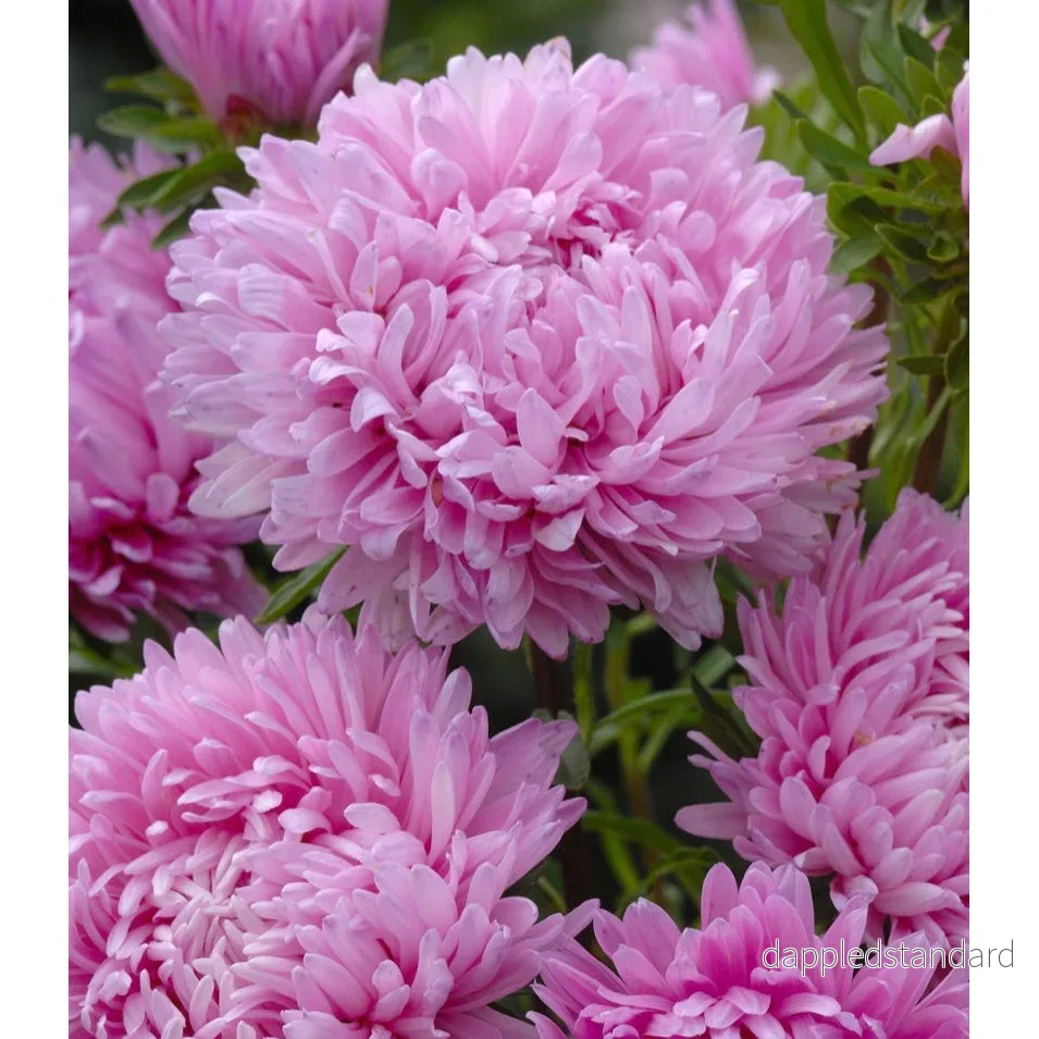 Sommaraster ´King Size Pink´ Sommaraster ´King Size Pink´