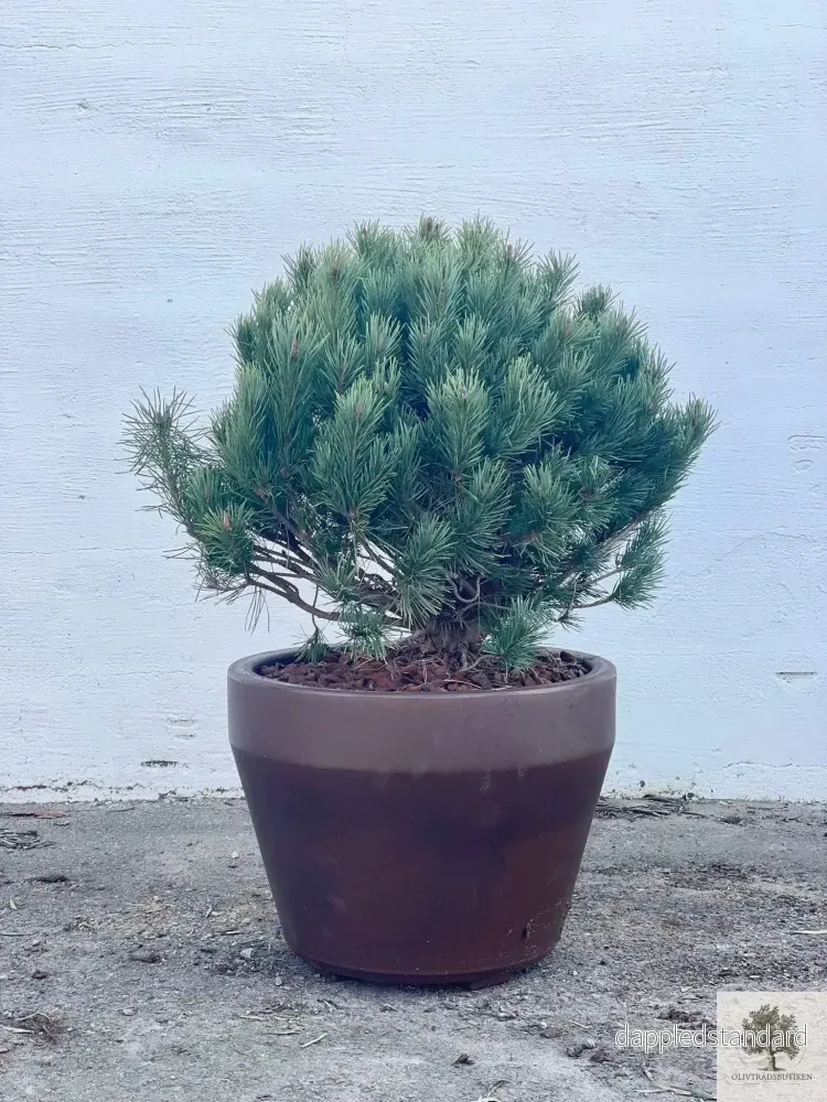 Dvärgtall tålig barrväxt – Pinus Silvestris Watereri – Buske Dvärgtall tålig barrväxt – Pinus Silvestris Watereri – Buske