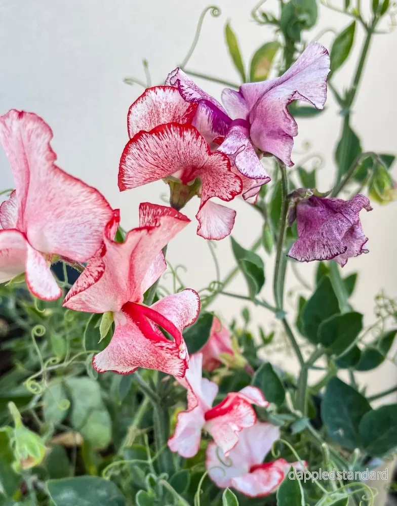 Balcony mix - Bild 3
