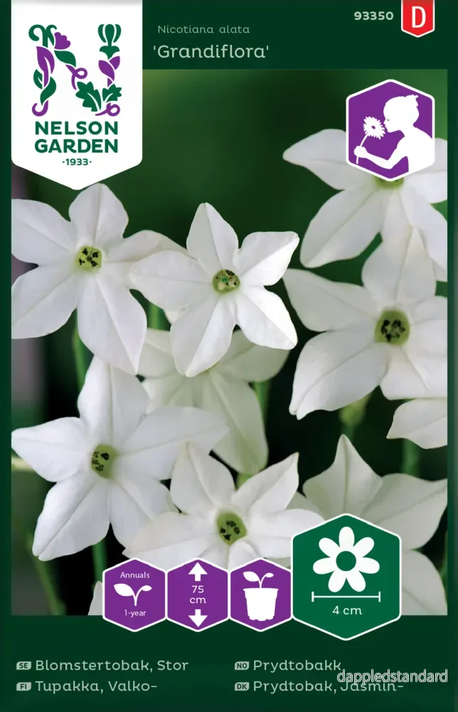 Stor Blomstertobak, Grandiflora, Vit Stor Blomstertobak, Grandiflora, Vit