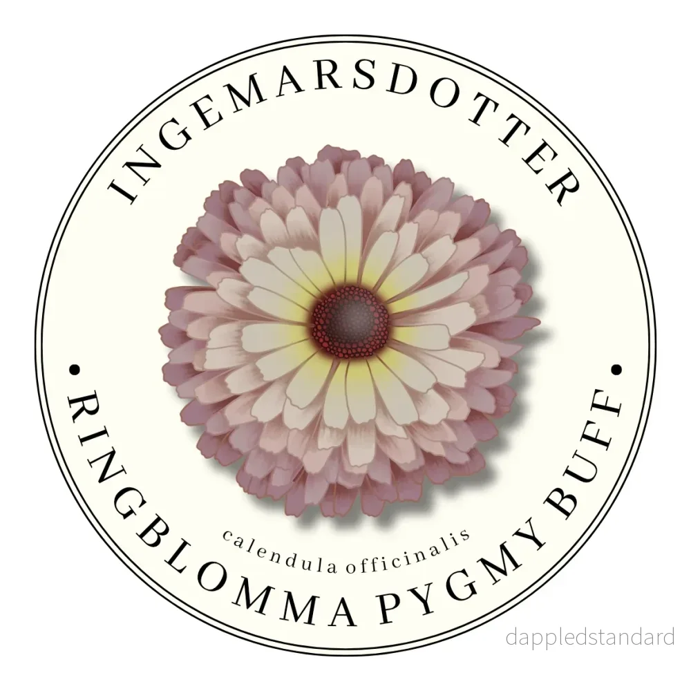 Ringblomma Pygmy Buff Ringblomma Pygmy Buff