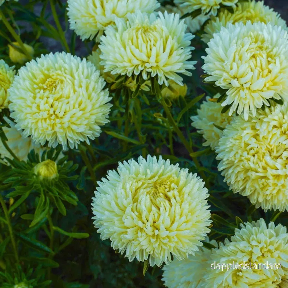 Sommaraster ´Chrisantella Limoncello´