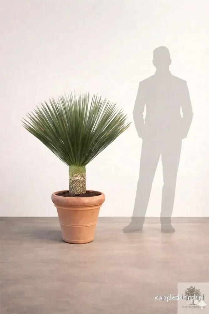 Yucca Rostrata – Palmlilja – 150cm hög Yucca Rostrata – Palmlilja – 150cm hög