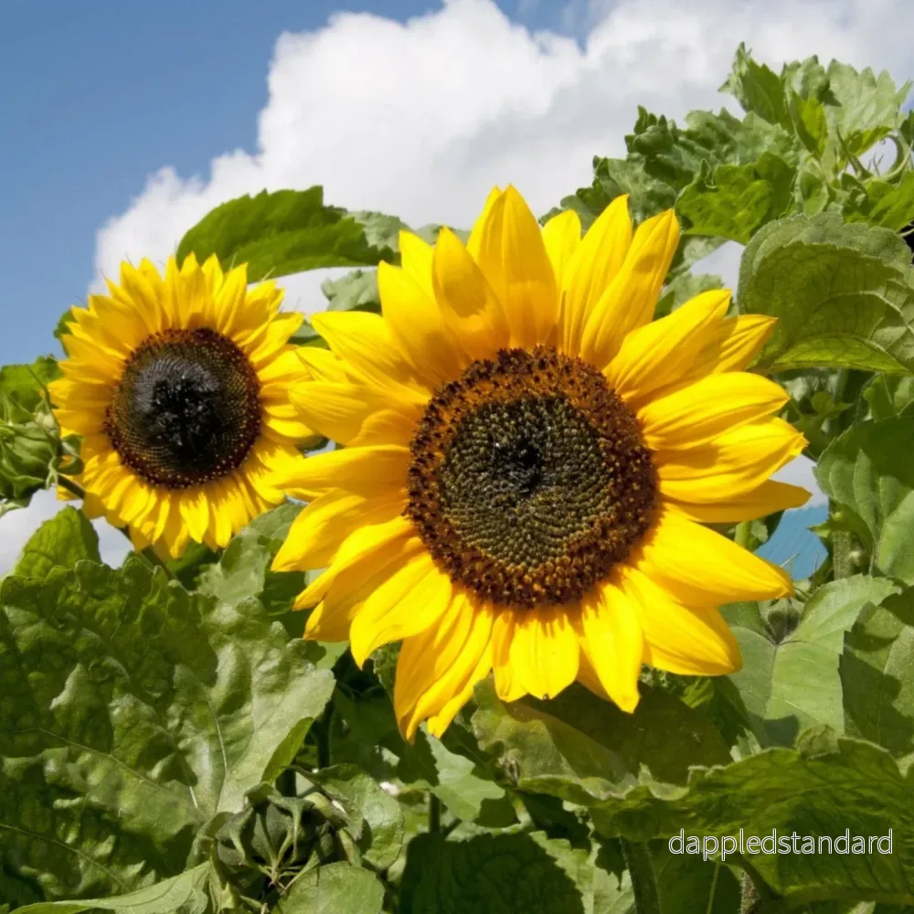 Solros ´Sunshine´