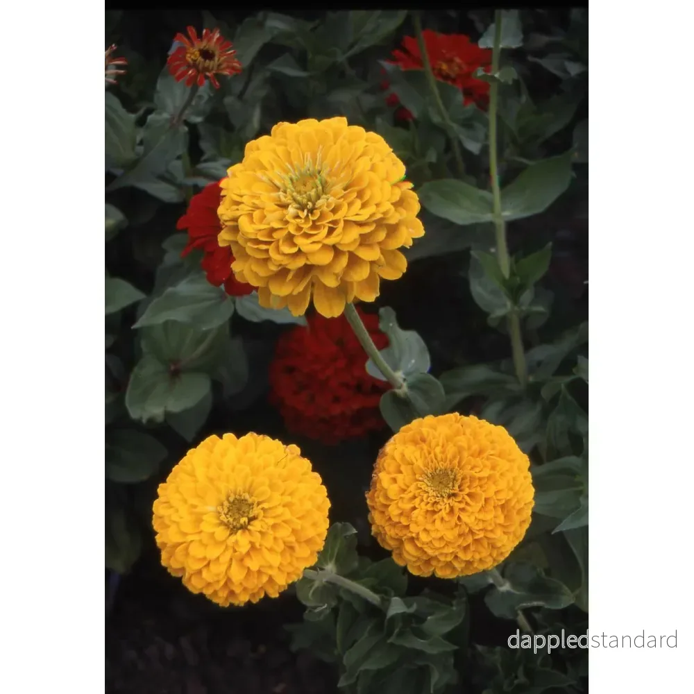 Zinnia ´Canary Bird´ - Bild 2