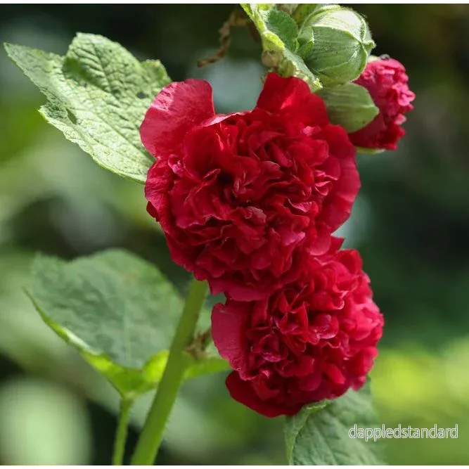 Stockros ´Chater´s Scarlet´