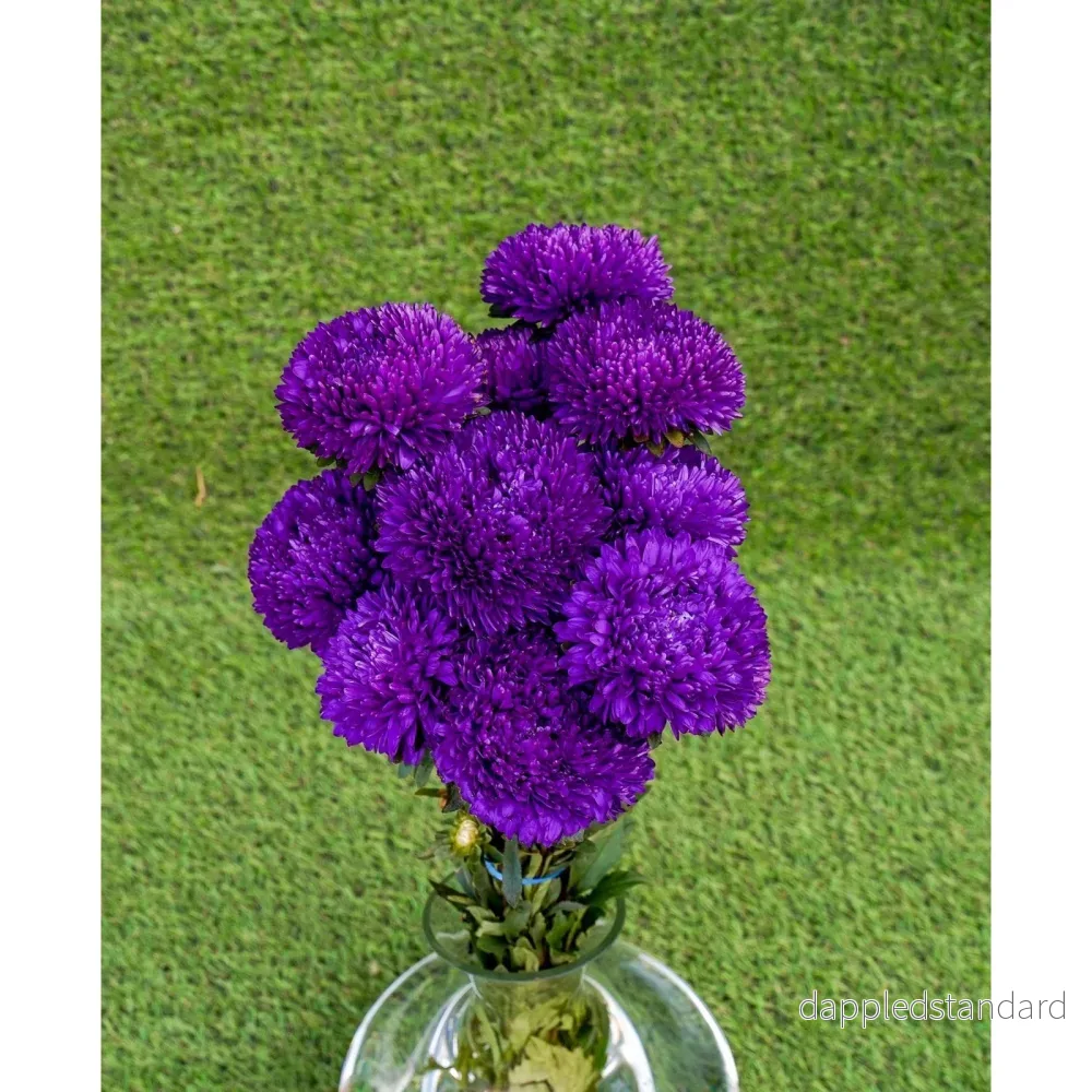 Sommaraster ´Syringa Purple´ - Bild 2