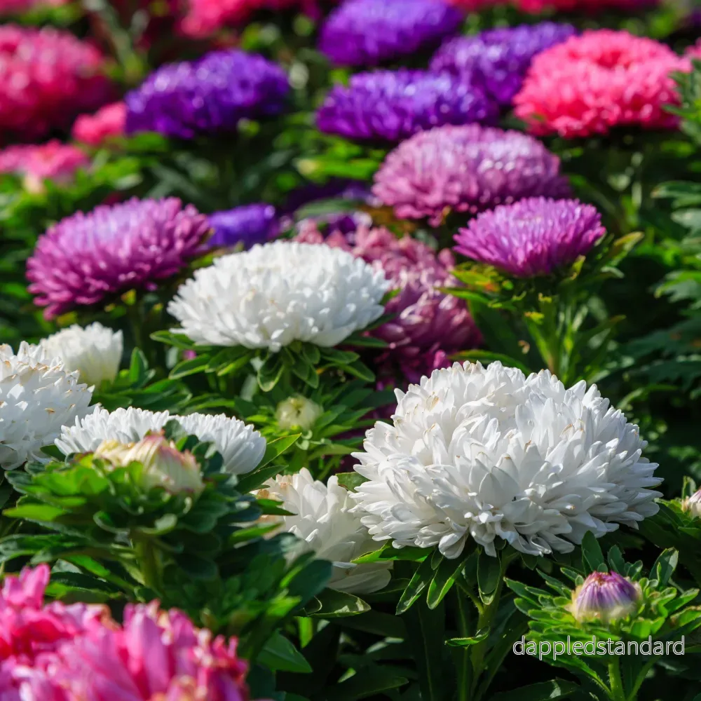 Sommaraster ´Duchesse Mix´