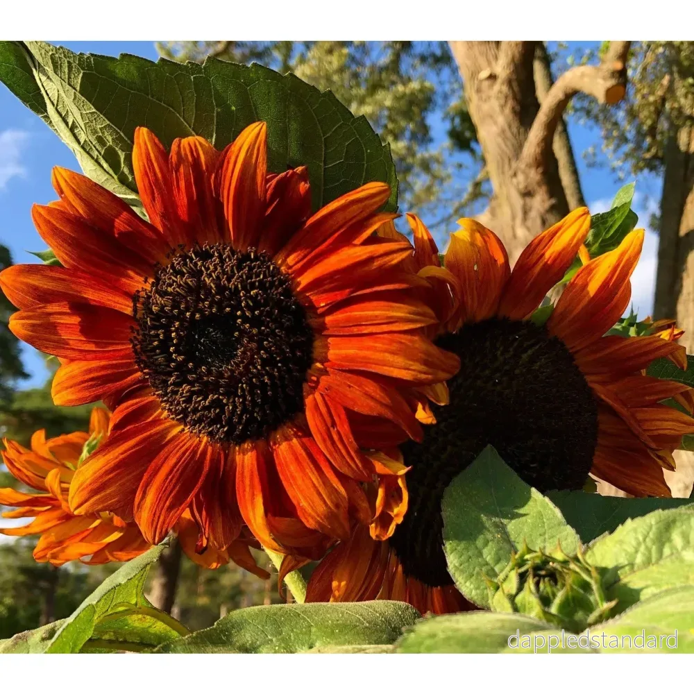 Solros ´Velvet Queen´