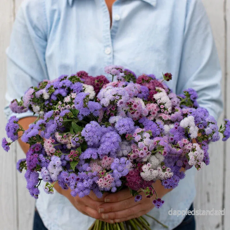Ageratum ´Timeless Mix´ - Bild 2