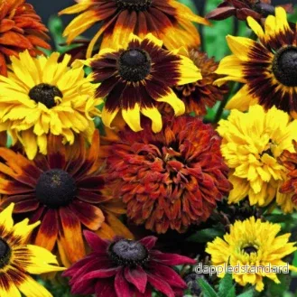 Sommarrudbeckia ´All Sorts Mixed’