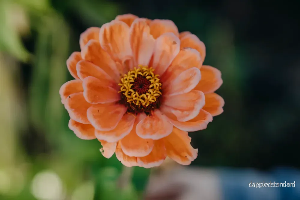 Zinnia, Hög blandade färger - Bild 3