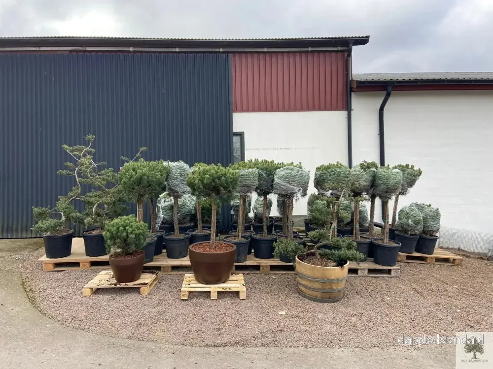 Barrväxt bonsai - tålig - Juniperus Conferta Schlager - Bonsai 180 cm - Bild 3