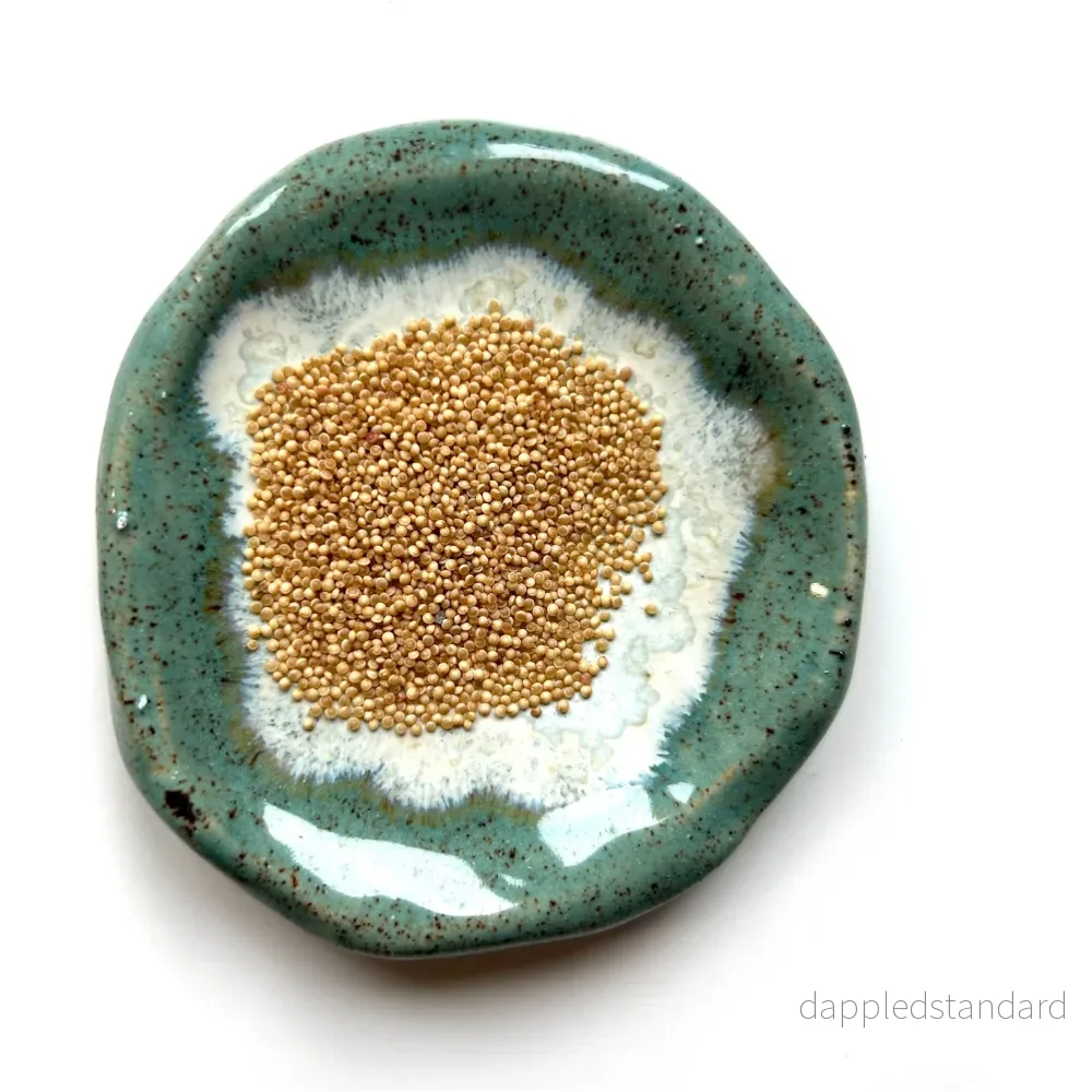 Amarant ´Coral Fountain´ - Bild 2