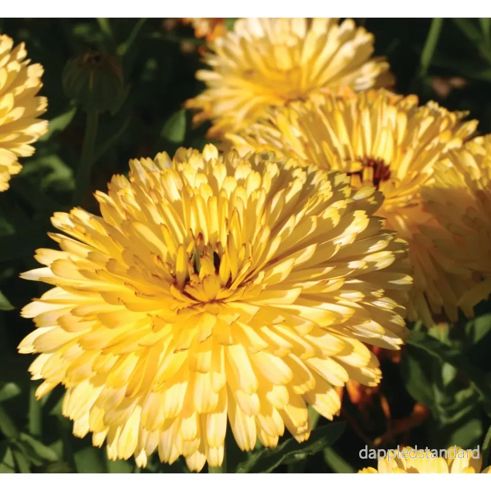 Ringblomma ´Lemon Cream´