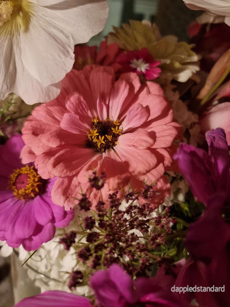 Zinnia Rosy Lavender Dream (storpack) - Bild 2