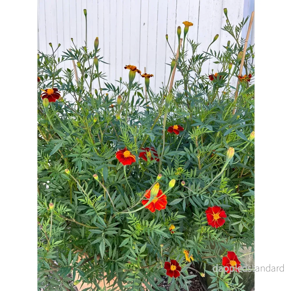 Linnétagetes ´Burning Embers´ - Bild 2