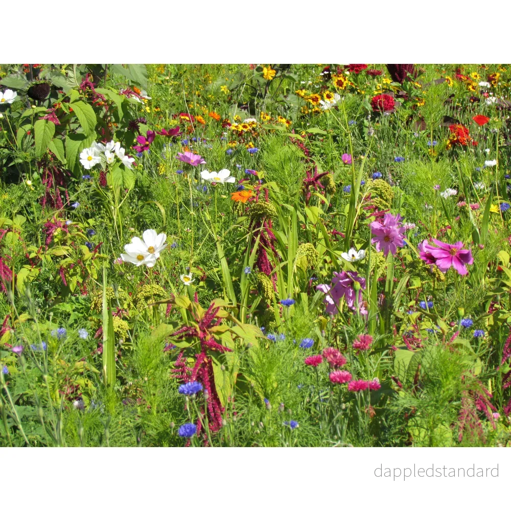 Blomsterblandning för fåglar - Bild 2