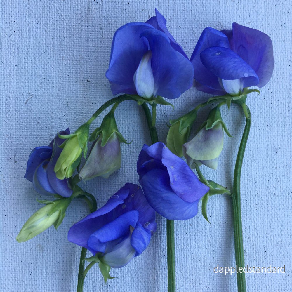 NZ Gardener - Bild 3