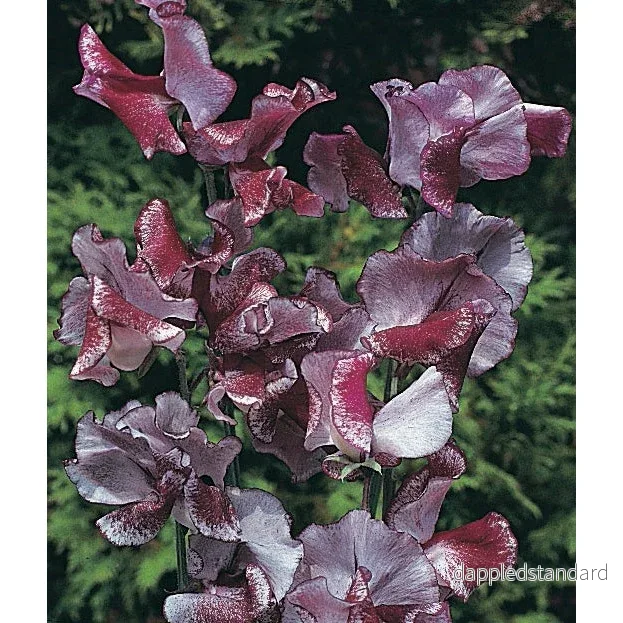Luktärt ’Spencer Wiltshire Ripple’