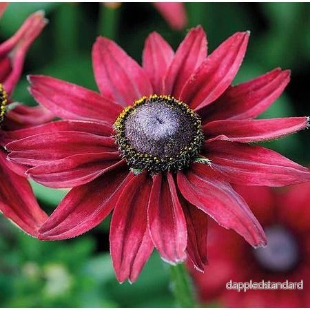 Sommarrudbeckia ´Cherry Brandy’ Sommarrudbeckia ´Cherry Brandy’